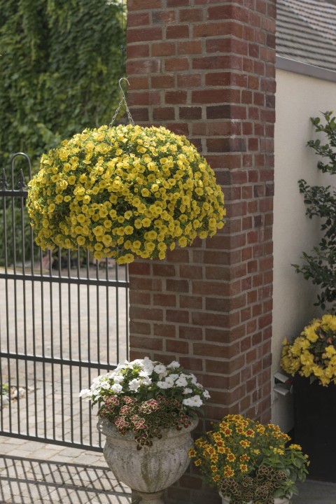 aloha-kona-yellow-2026-honeycomb_calibrachoa-x-hybrida_14612_2.jpg