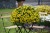 aloha-kona-yellow-2026-honeycomb_calibrachoa-x-hybrida_14612_3.jpg