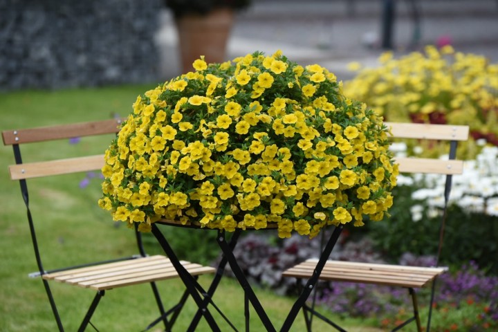 aloha-kona-yellow-2026-honeycomb_calibrachoa-x-hybrida_14612_3.jpg