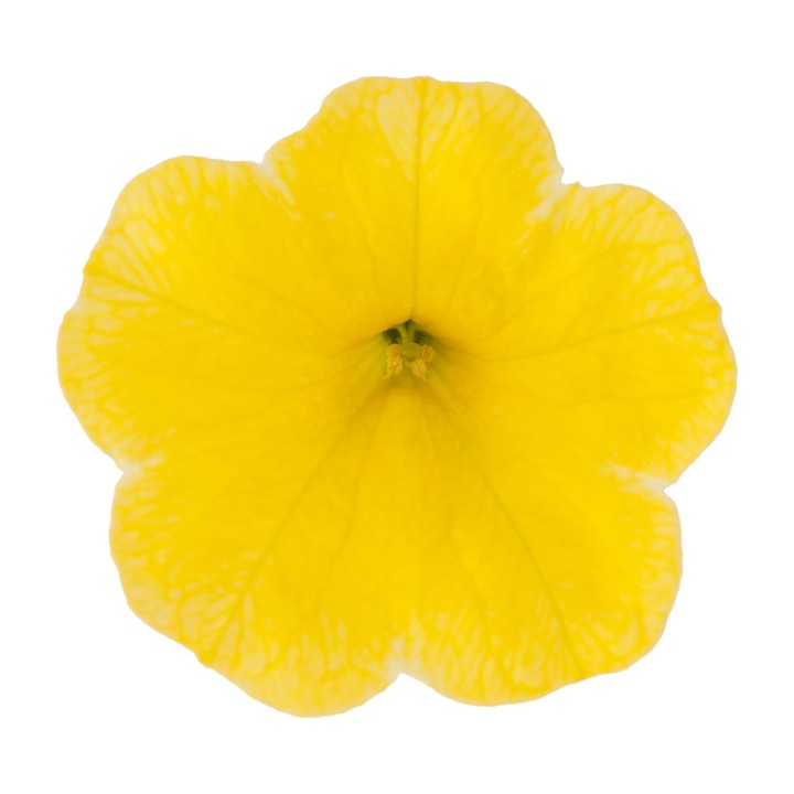metro-early-bright-yellow_calibrachoa-x-hybrida_13952_2.jpg