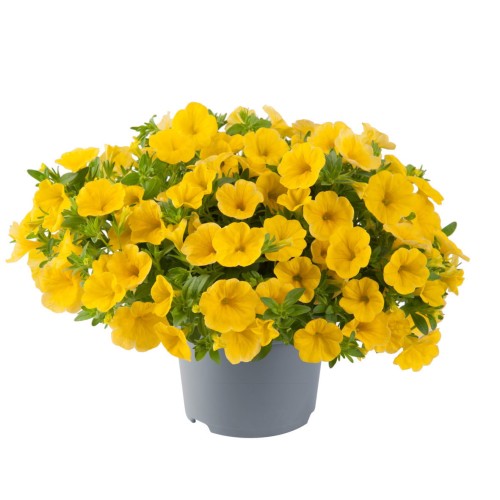 metro-early-bright-yellow_calibrachoa-x-hybrida_13952_1.jpg