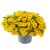metro-early-bright-yellow_calibrachoa-x-hybrida_13952_1.jpg