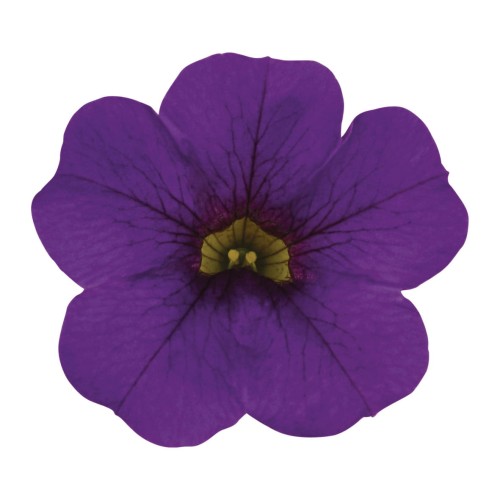 metro-early-deep-blue_calibrachoa-x-hybrida_13954_2.jpg