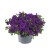 metro-early-deep-blue_calibrachoa-x-hybrida_13954_1.jpg