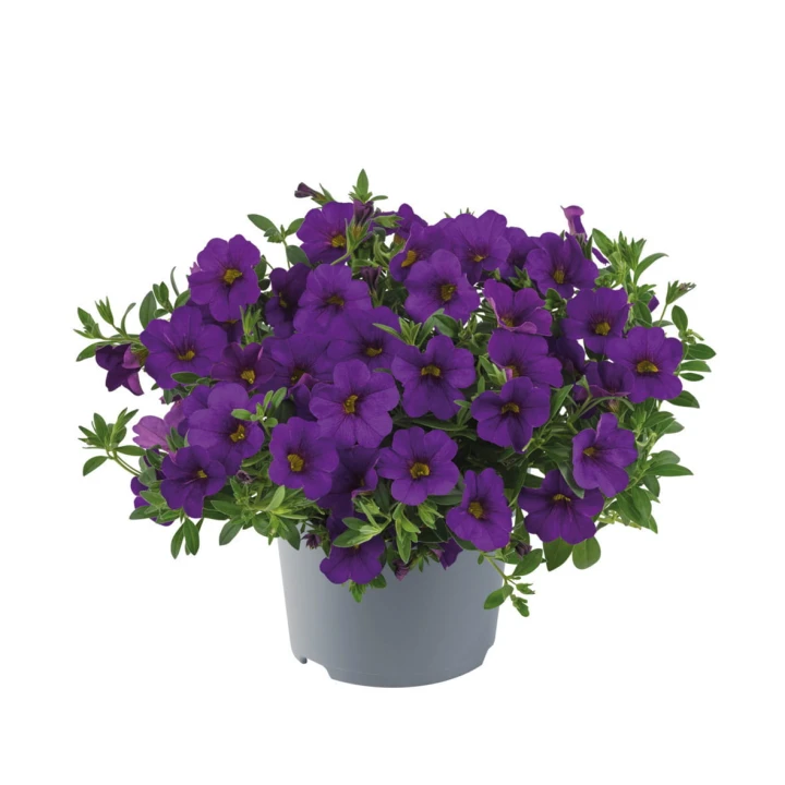 metro-early-deep-blue_calibrachoa-x-hybrida_13954_1.jpg