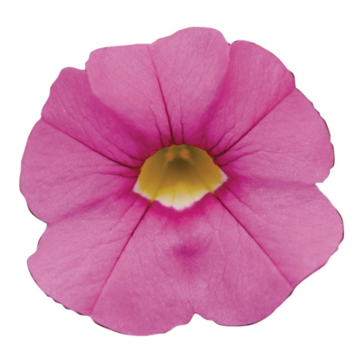 metro-early-light-pink_calibrachoa-x-hybrida_13956_2.jpg