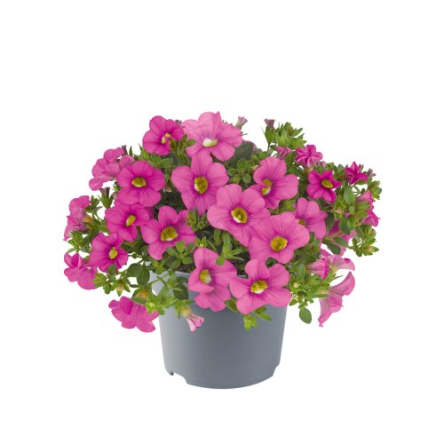 metro-early-light-pink_calibrachoa-x-hybrida_13956_1.jpg