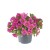 metro-early-light-pink_calibrachoa-x-hybrida_13956_1.jpg