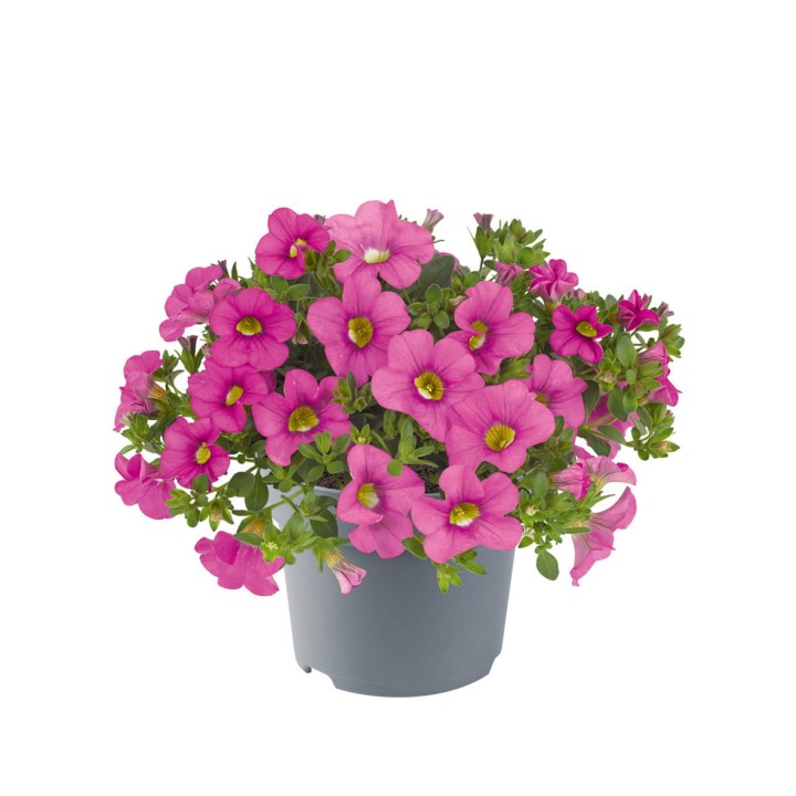 metro-early-light-pink_calibrachoa-x-hybrida_13956_1.jpg
