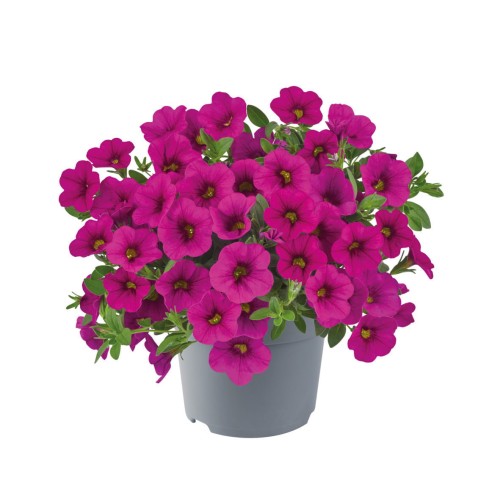 metro-early-neon-rose_calibrachoa-x-hybrida_13958_1.jpg