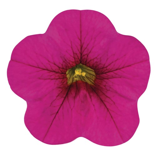 metro-early-neon-rose_calibrachoa-x-hybrida_13958_2.jpg