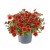 metro-early-orange_calibrachoa-x-hybrida_13959_1.jpg