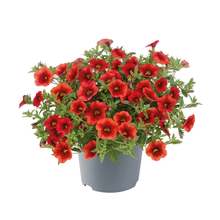 metro-early-orange_calibrachoa-x-hybrida_13959_1.jpg