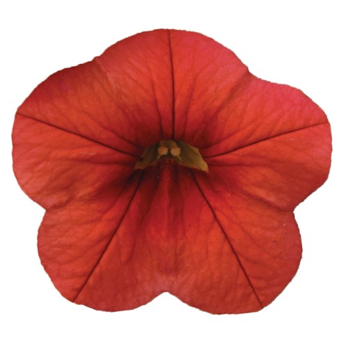 metro-early-orange_calibrachoa-x-hybrida_13959_2.jpg