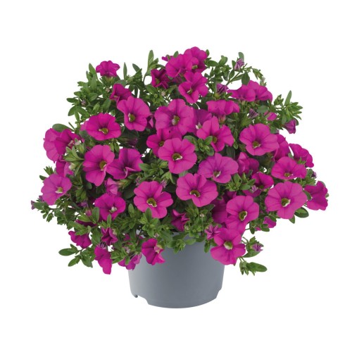 metro-early-pink_calibrachoa-x-hybrida_13960_1.jpg