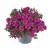 metro-early-pink_calibrachoa-x-hybrida_13960_1.jpg