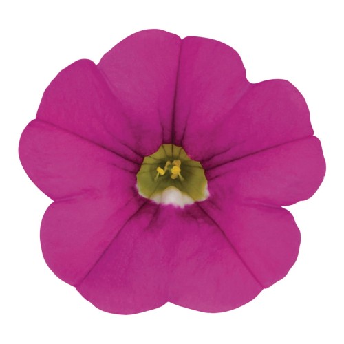 metro-early-pink_calibrachoa-x-hybrida_13960_2.jpg