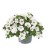 metro-early-white-compact_calibrachoa-x-hybrida_13953_1.jpg