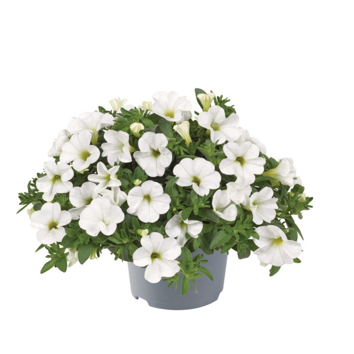 metro-early-white-compact_calibrachoa-x-hybrida_13953_1.jpg