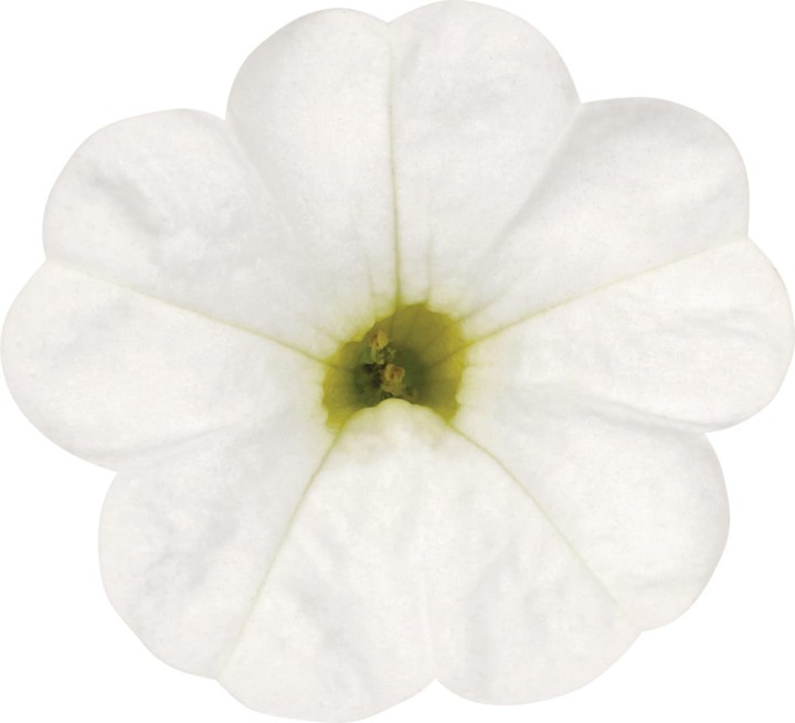 metro-early-white-compact_calibrachoa-x-hybrida_13953_2.jpg