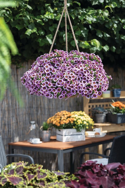 tik-tok-grape_calibrachoa-x-hybrida_13928_2.jpg