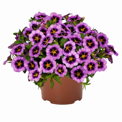 tik-tok-grape_calibrachoa-x-hybrida_13928_1.jpg