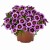 tik-tok-grape_calibrachoa-x-hybrida_13928_1.jpg
