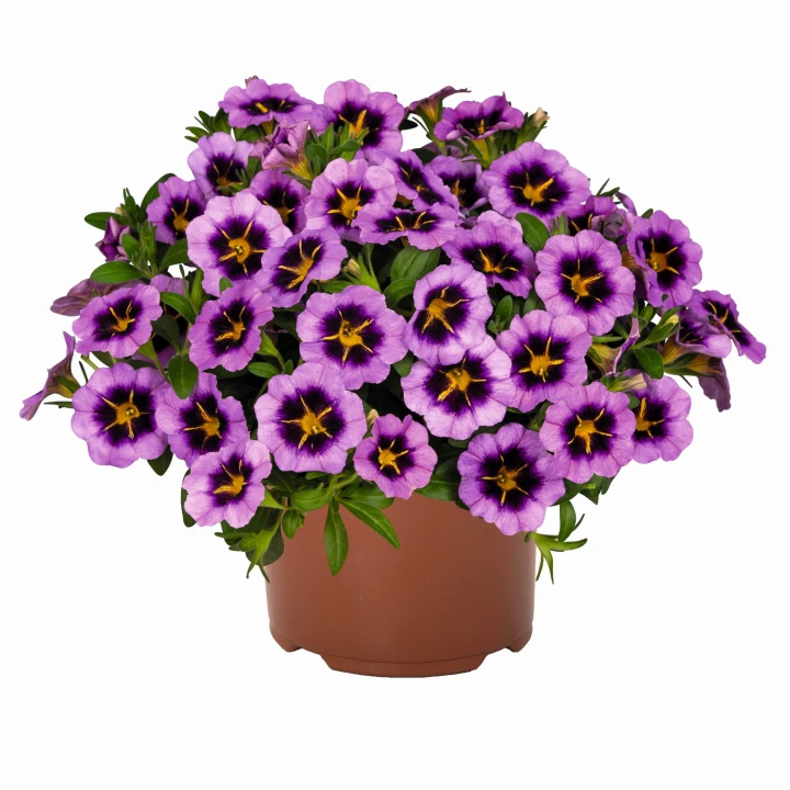tik-tok-grape_calibrachoa-x-hybrida_13928_1.jpg
