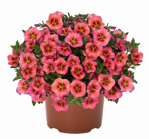 tik-tok-orange_calibrachoa-x-hybrida_13929_1.jpg