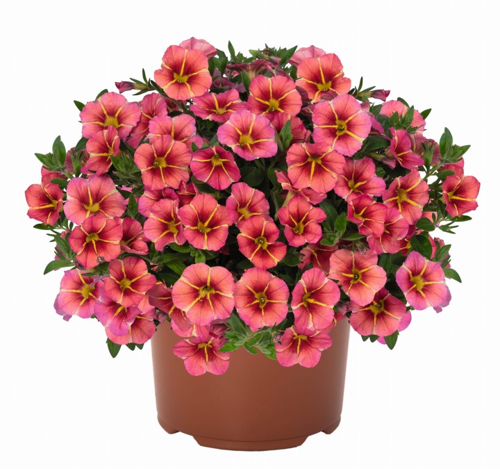 tik-tok-orange_calibrachoa-x-hybrida_13929_1.jpg