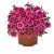tik-tok-rose_calibrachoa-x-hybrida_13916_1.jpg