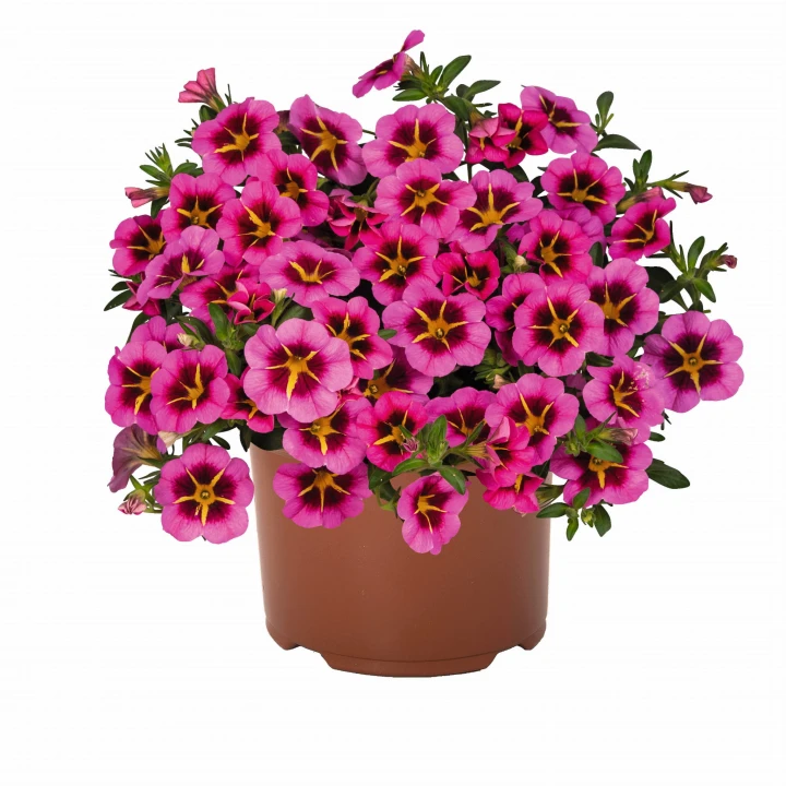 tik-tok-rose_calibrachoa-x-hybrida_13916_1.jpg