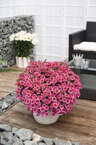 tik-tok-rose_calibrachoa-x-hybrida_13916_2.jpg