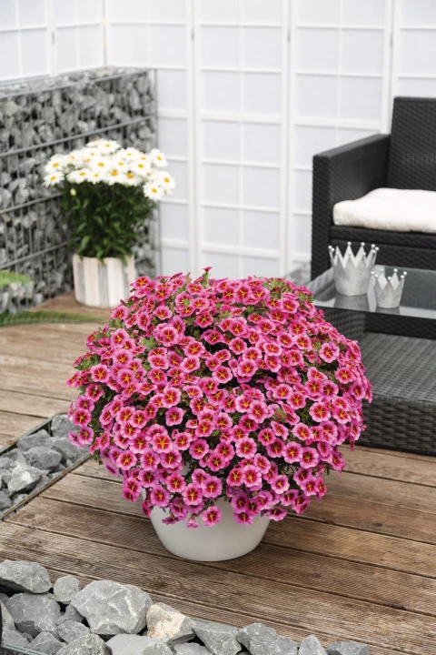 tik-tok-rose_calibrachoa-x-hybrida_13916_2.jpg