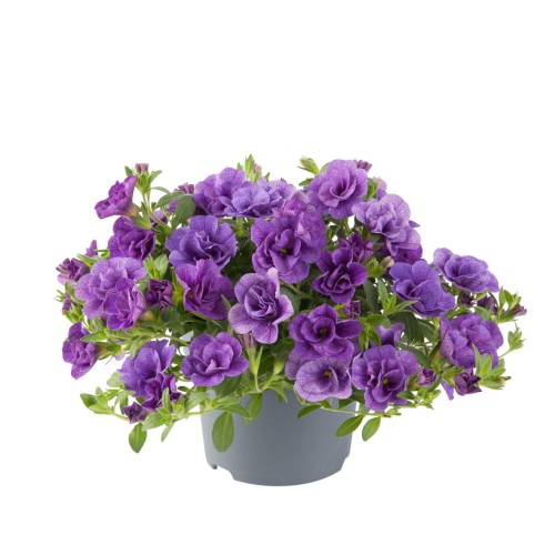 twist-double-blue_calibrachoa-x-hybrida_13962_1.jpg