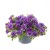 twist-double-blue_calibrachoa-x-hybrida_13962_1.jpg