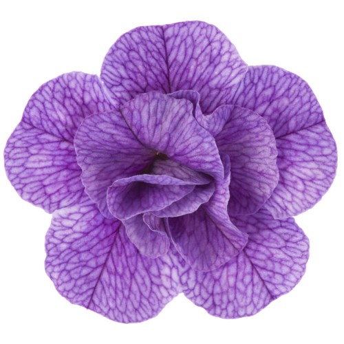 twist-double-blue_calibrachoa-x-hybrida_13962_2.jpg
