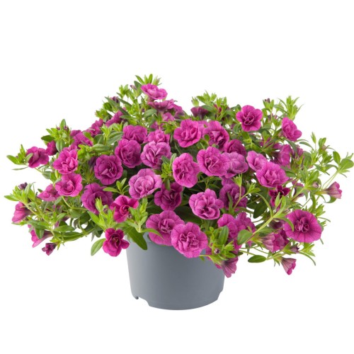 twist-double-magenta_calibrachoa-x-hybrida_13963_1.jpg