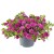 twist-double-magenta_calibrachoa-x-hybrida_13963_1.jpg