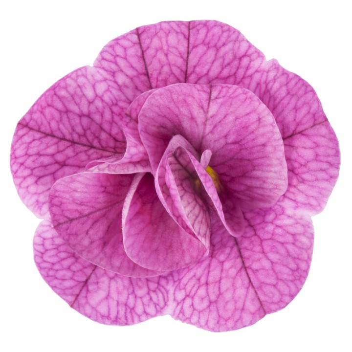 twist-double-magenta_calibrachoa-x-hybrida_13963_2.jpg