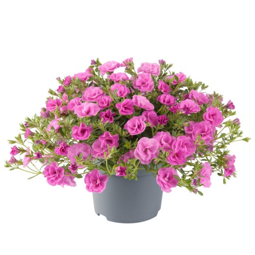 twist-double-pink_calibrachoa-x-hybrida_13964_1.jpg