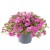 twist-double-pink_calibrachoa-x-hybrida_13964_1.jpg