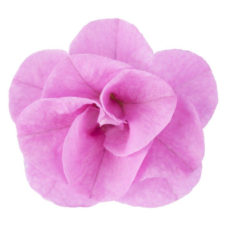 twist-double-pink_calibrachoa-x-hybrida_13964_2.jpg