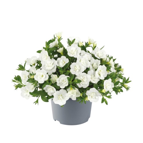 twist-double-white-imp_calibrachoa-x-hybrida_13965_1.jpg