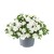 twist-double-white-imp_calibrachoa-x-hybrida_13965_1.jpg