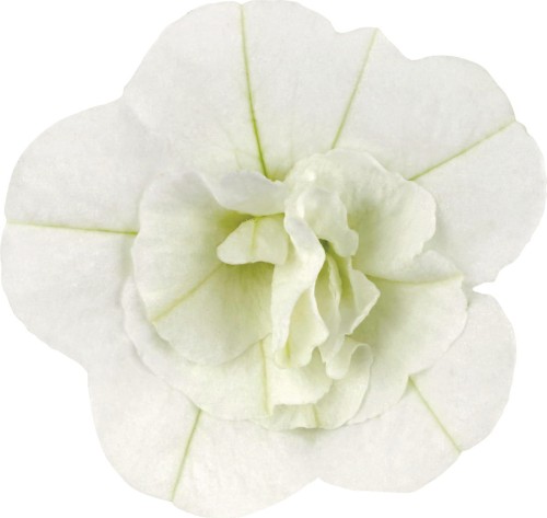 twist-double-white-imp_calibrachoa-x-hybrida_13965_2.jpg