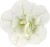 twist-double-white-imp_calibrachoa-x-hybrida_13965_2.jpg