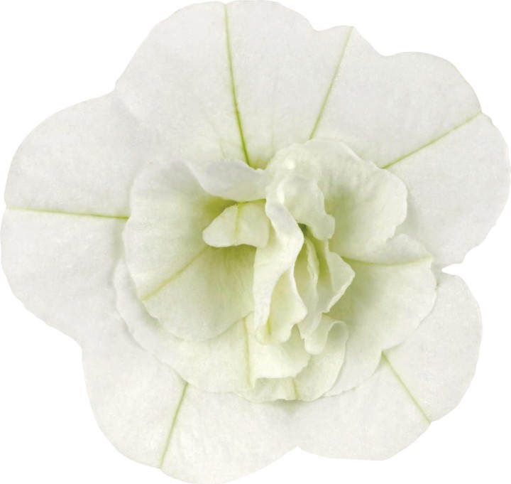 twist-double-white-imp_calibrachoa-x-hybrida_13965_2.jpg