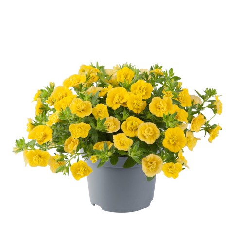 twist-double-yellow_calibrachoa-x-hybrida_13966_1.jpg