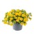 twist-double-yellow_calibrachoa-x-hybrida_13966_1.jpg